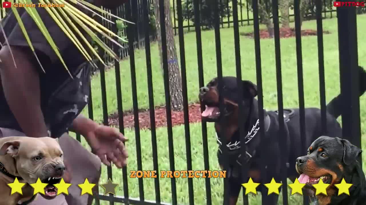 Pitbull Vs Rottweiler Real Fight _ Rottweiler vs Pitbull - Trained Rottweiler - PITDOG