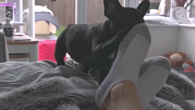 Cute Frenchie Playfully Attacks Dad's Stinky Feet