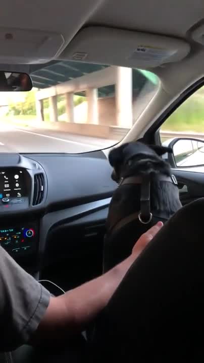 Oh My Head, Be Safe Drive Man