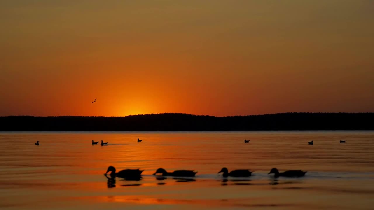 Birds of the ducks and seagulls in the setting sun