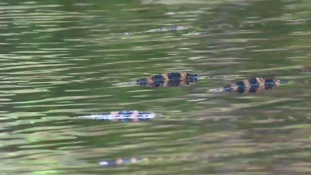 Baby Alligators In The Wild