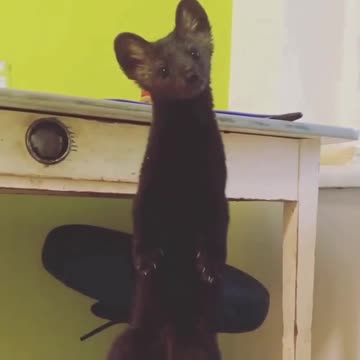 Sable Uma. The sweetest creature