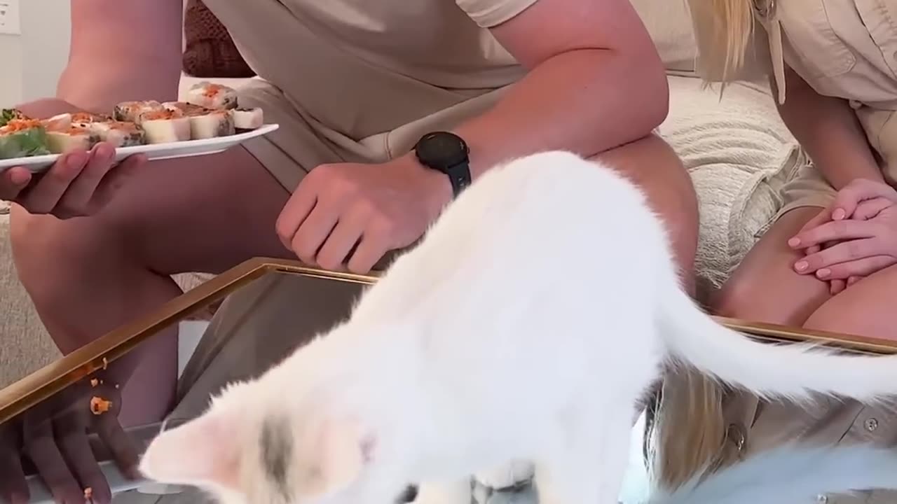 Feeding a cat $10 vs $10000 Sushi