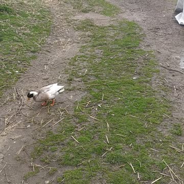 Little chickens, cochin 🐤🤍🐔❤️