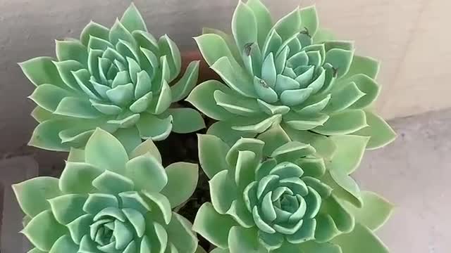 cute succulents