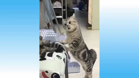 Cat funny video. 🐈