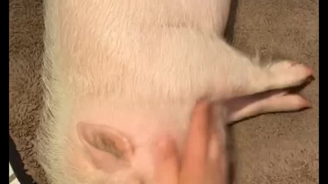 Oof#fyp#pig
