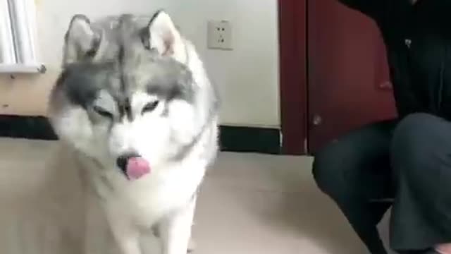 Funniest cats and dogs 🐶🐱 part 3