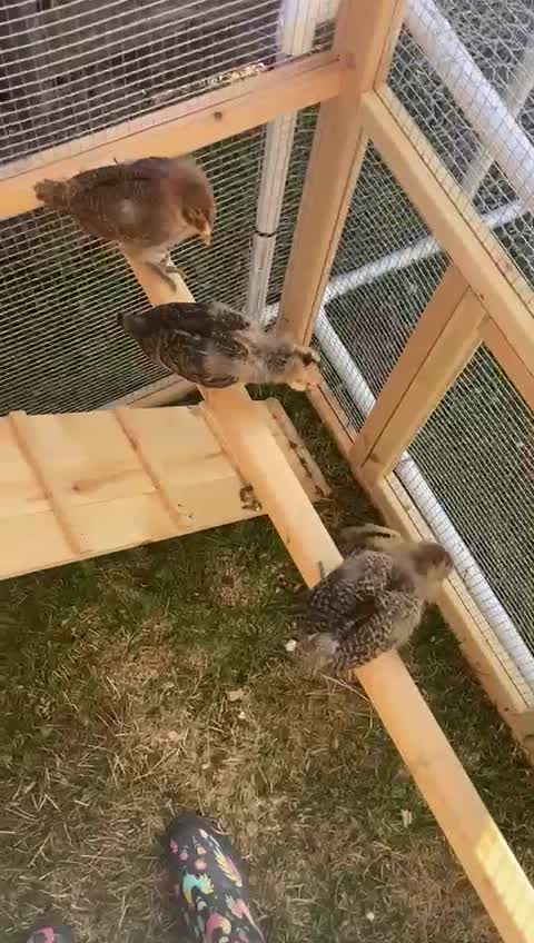 Learning How to Chicken pt 2