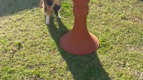 Cat Drinks From Bird Bath