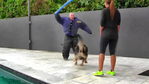 How To Make a Dog Become More Aggressive With Few Simple Tips
