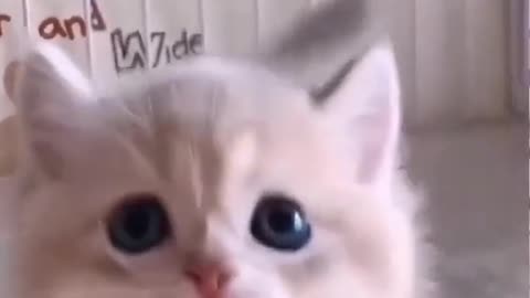 Funny kitten
