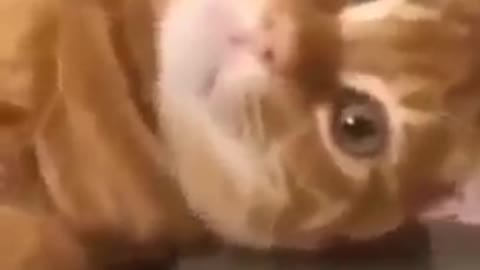 Best fanny beautiful cat video.