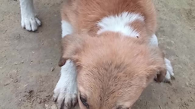 funny dog