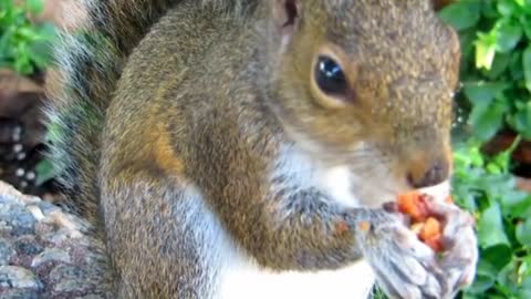 what a cute squirrel