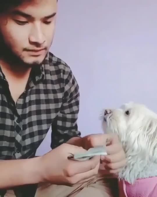 Doggy Counting Money with Owner