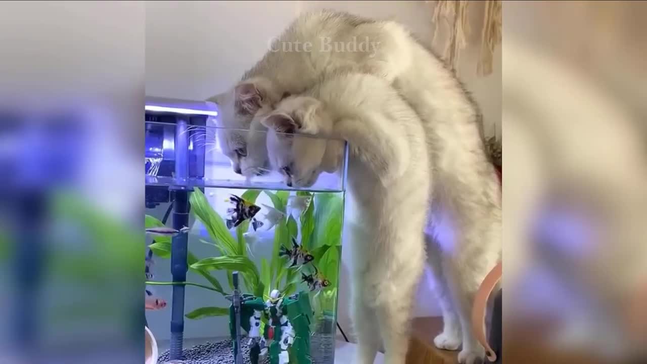 Cute Puppies and Kittens 😍 Cute Funny and Smart Animals