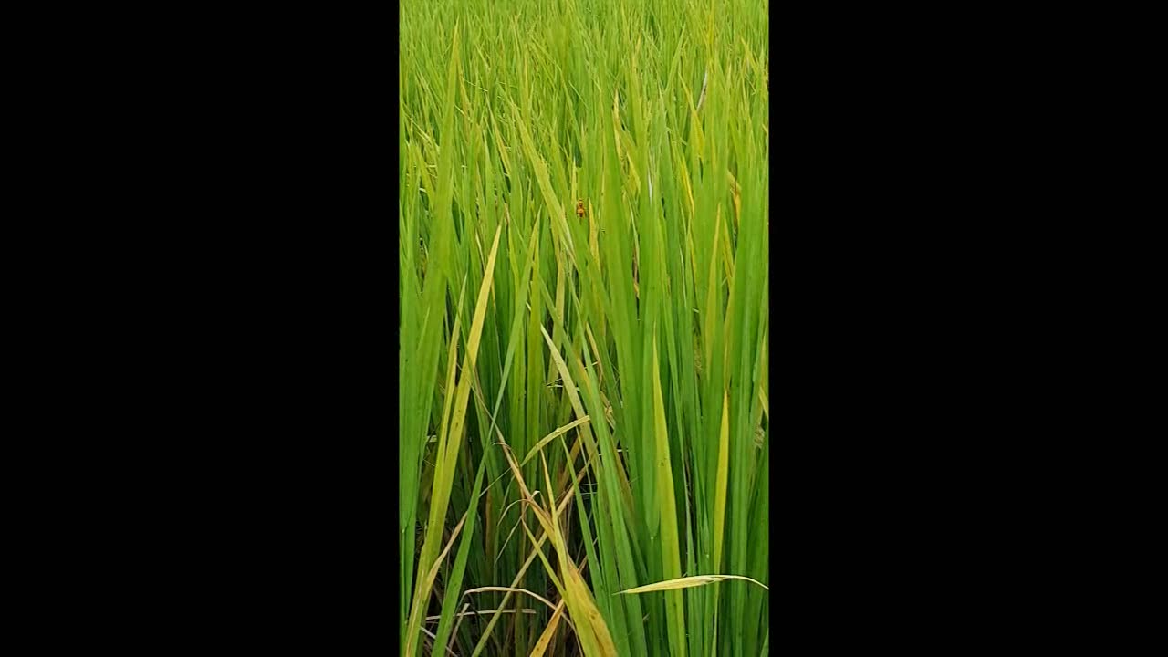 Hornet flying in paddy field