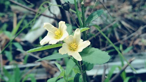 Beautiful yellow wild flower