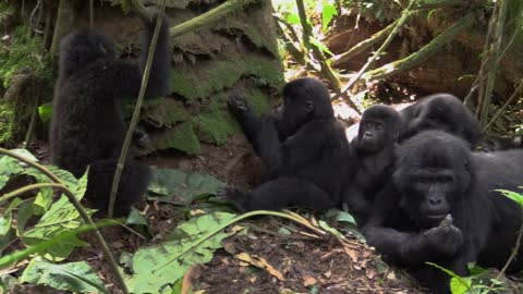 Young Gorillas swing vines around thier family