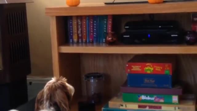 Dog hates baseball turns off tv