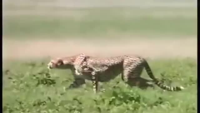 Cheetah speed omg