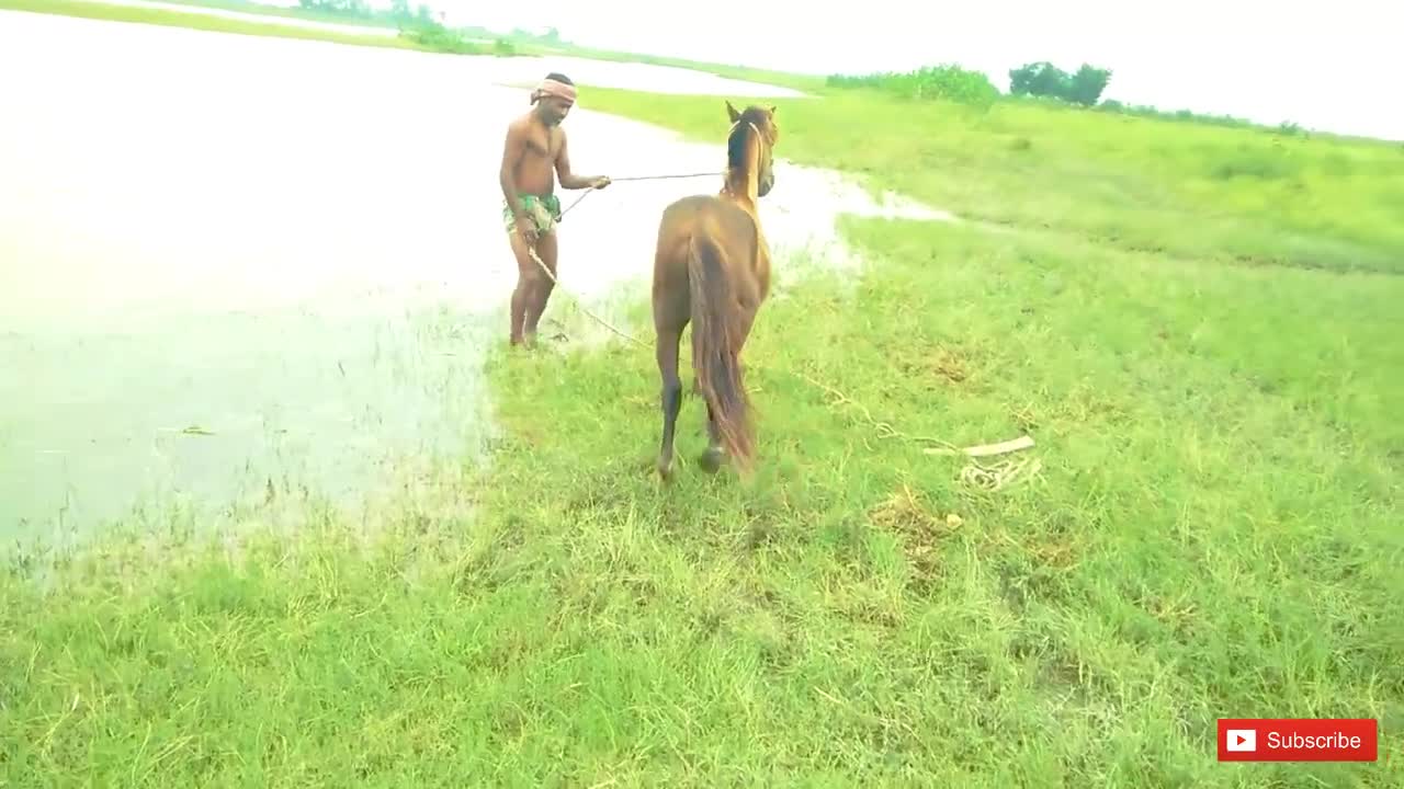 Horse funny video