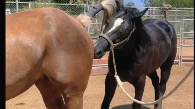 The love of two ponies