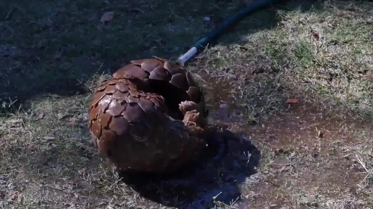 Pangolins Wild Animals