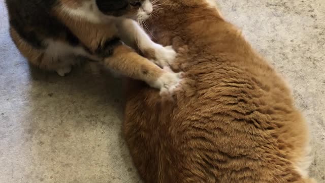 Mosaic Gives Cinnamon a Massage