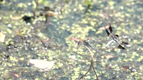 Slow-motion Dragonfly Chase