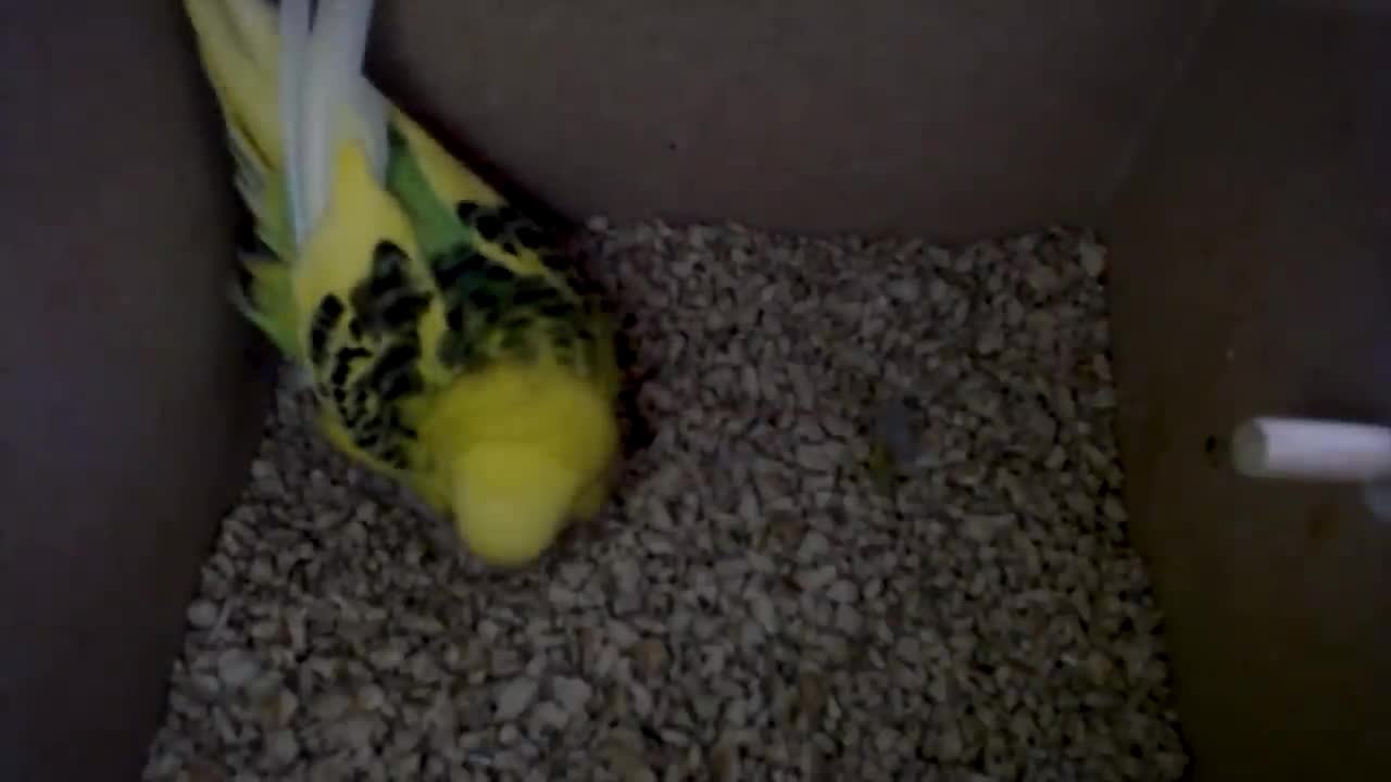 The Growth of Parrots