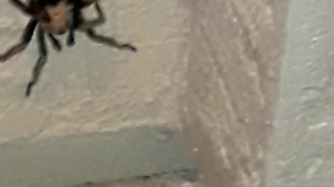 Tarantula wanted out of the rain, my porch was her choice!