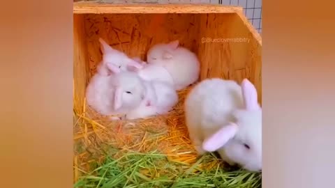 Virally Yours |Trending Funny Dogs and Cats - Hilarious Pet Videos Taking Over the Web! 😄🐾