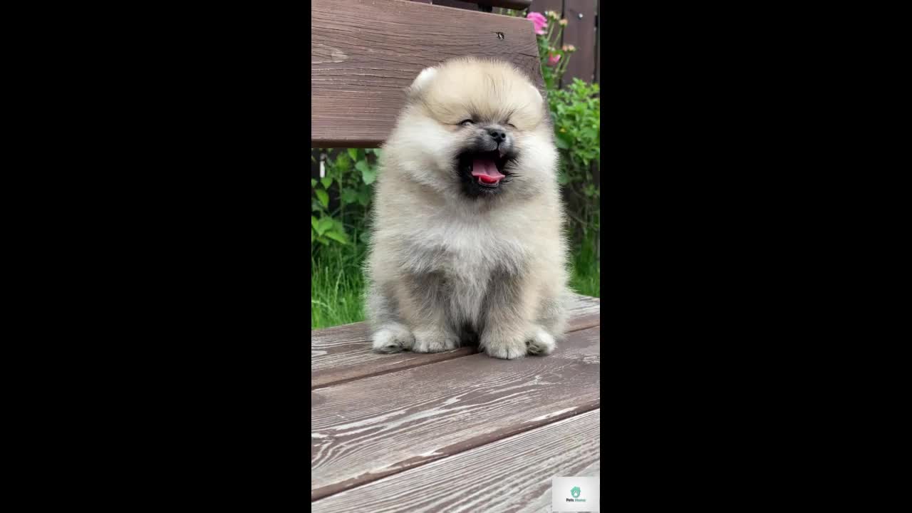 Pomeranian Funny and Cute Baby Dog Short Videos - Funniest dog Life/cute dogs/baby dogs videos 2021