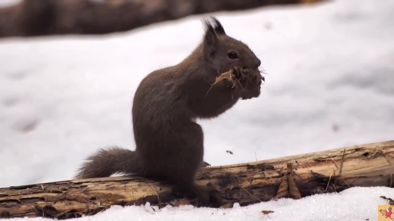 Snowy . Deep look into the nature . The winter Squirell .