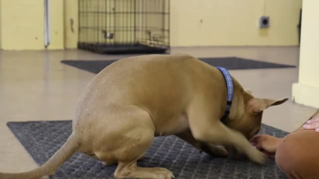 Posotive reinforcement Dog training video