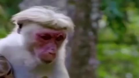 Little Baby Monkey #shorts #viral #shortsvideo #video