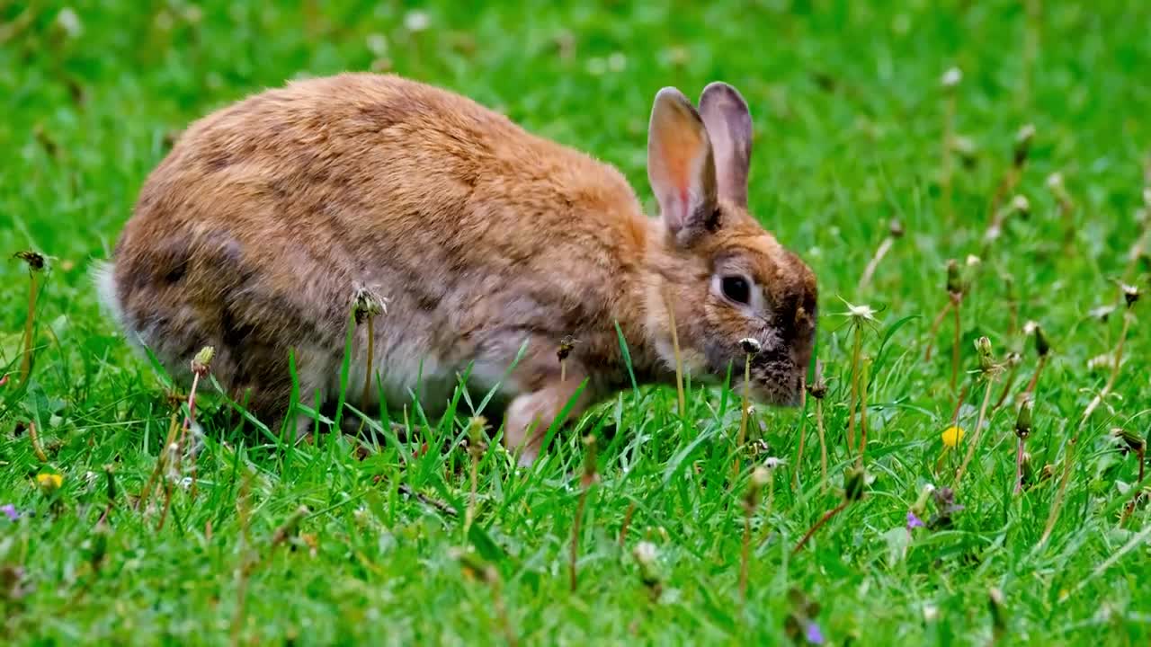 Rabbit Eating Dandelions
