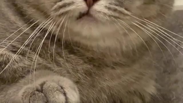 Cat funny video animal video tik tok video pet and animal short funny video