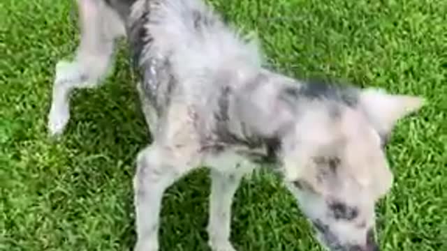 Walking skeleton turns into the most beautiful husky