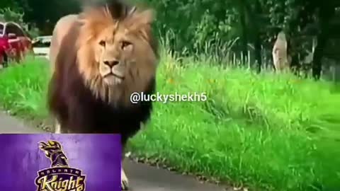 IPL Funny Meme
