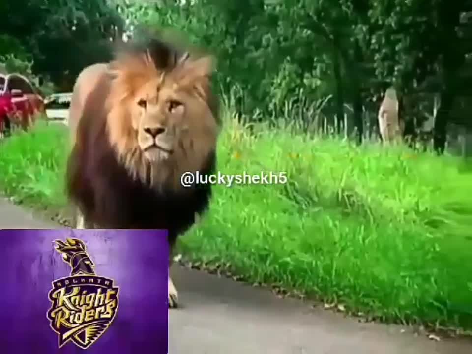 IPL Funny Meme