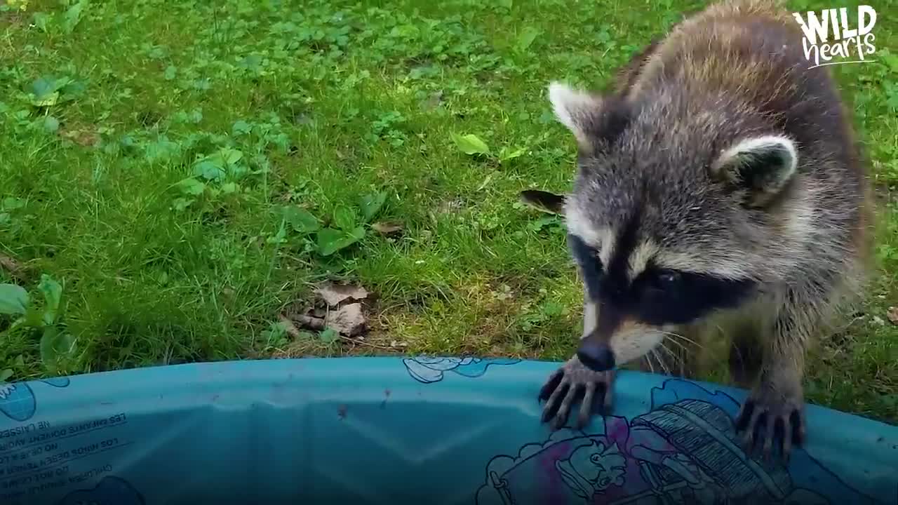 Guy Becomes BFFs with Raccoon and Her Baby