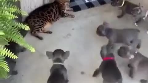 Cat vs Tiny Cute Dogs