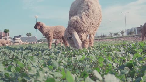 Close Up Video Of Lambs