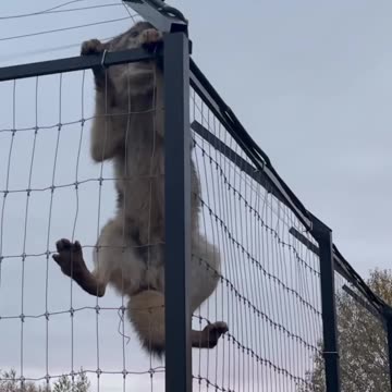 Ulven er ligeglad med hegn #3