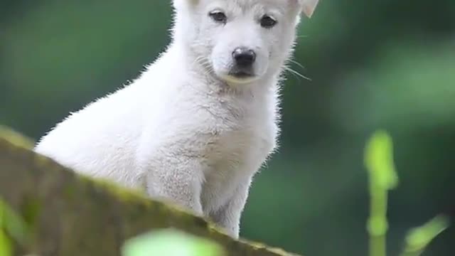 Lovely little white dog