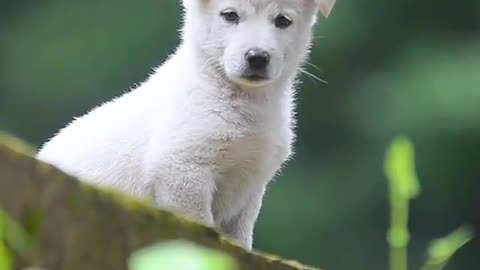 Lovely little white dog