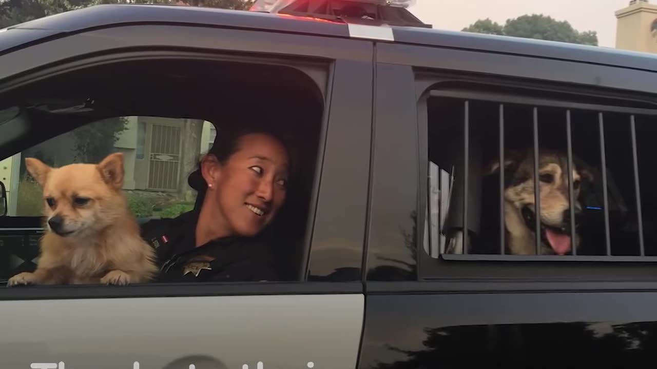 Officers Run Into Shelter To Rescue Animals from California Wild Fire | The Dodo